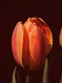 Распускающийся тюльпан обои