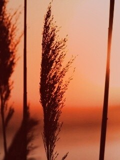 Травинка на закате обои