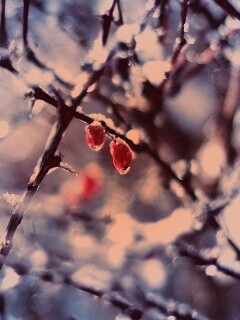 Замерзшие ягоды обои