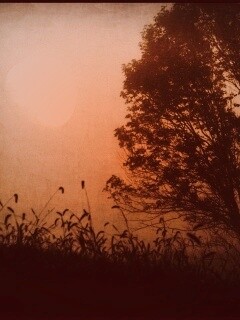 Дерево ночью обои