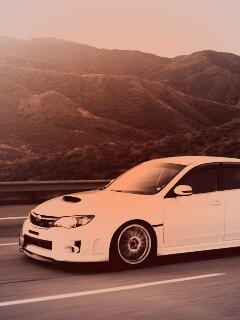 Белый субарь на тарссе обои