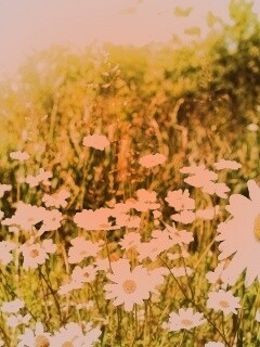 Солнечные ромашки обои