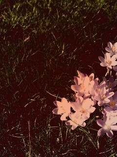 Фиалки на траве обои