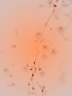 Нежные цветы обои