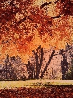 Размашистое осеннее дерево обои