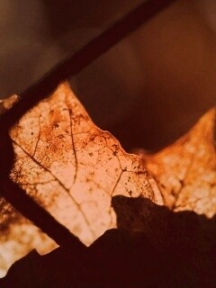 Осенний лист на забором обои