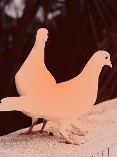 Два белых голубя обои