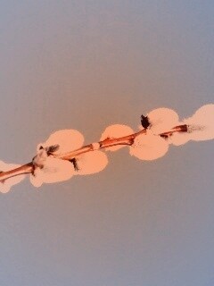 Пушистые почки обои