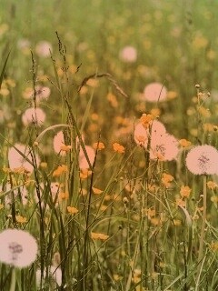 Поле одуванчиков обои