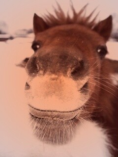 Морда пони обои