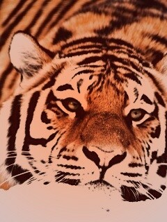 Тигр в снегу обои