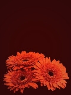 Красные герберы обои