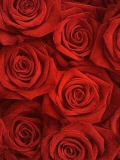 Букет красных роз обои