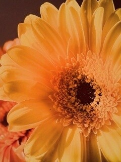 Желтый гербер обои