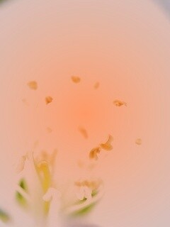 Желтые тычинки обои