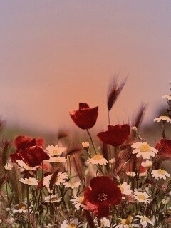 Цветы в поле обои