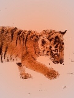 Тигренок на снегу обои