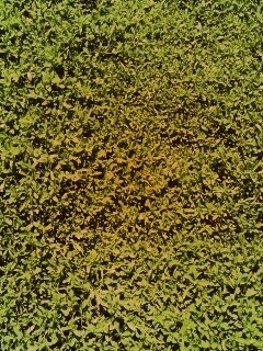 Чайные листья обои