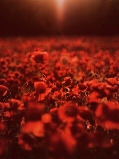 Маки в полях обои