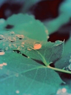 Синеватый лист обои