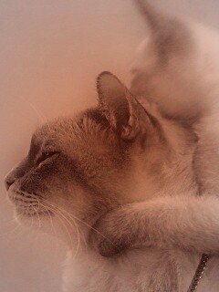 Котёнок обнимает маму обои