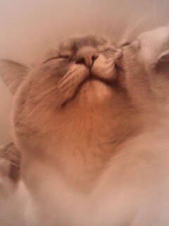 Котята с мамой обои