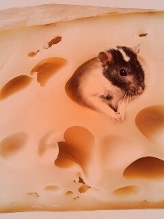 Мышка в сыре обои