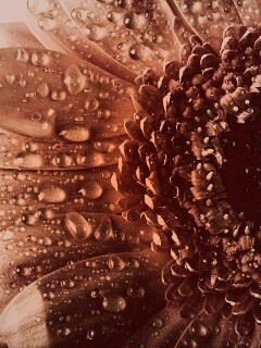 Капли на лепестках гербера обои