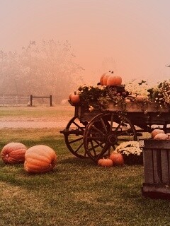 Урожай тыков обои