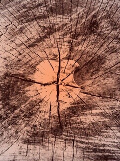 Логотип Apple на бревне обои