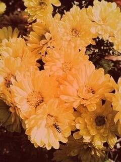 Оса на желтых герберах обои