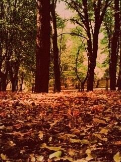 Ранняя осень обои