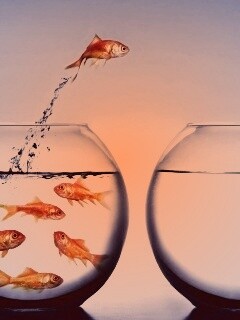 Побег рыбки обои