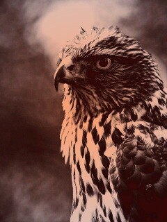 Черно-белый сокол обои