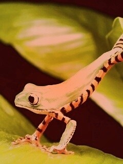 Лягушка переползает с листа на лист обои