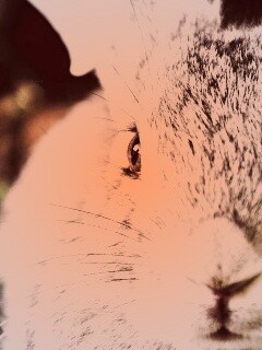 Пухлый кролик обои