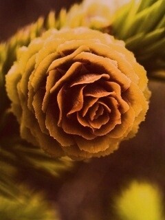 Молодая шишка обои