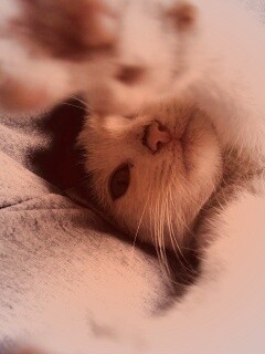 Кот фоткает сам себя обои