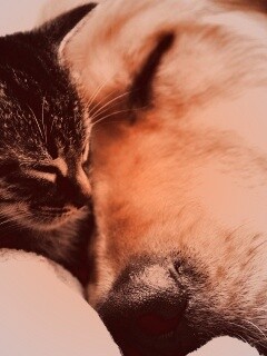 Кошка спит с собакой обои