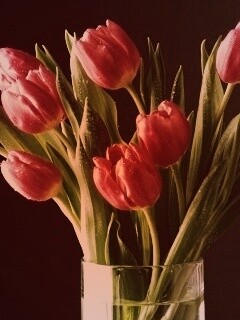 Букет тюльпанов обои