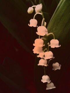 Кудрявые цветы обои