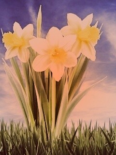 Букет цветов в траве обои