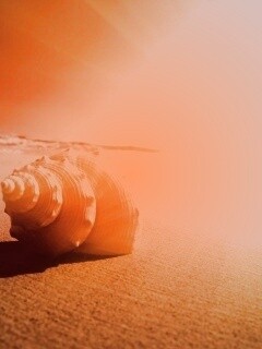 Золотистая ракушка обои