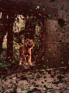 Портал в джунги обои