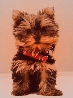 Щенок в красном ошейнике обои