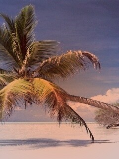 Пальма над водой обои