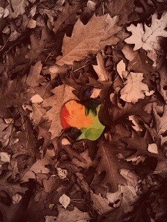 Эпл в сухой листве обои