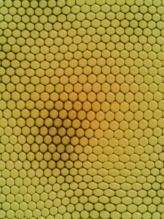 Зеленая сотообразная структура обои