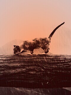 Девушка и кошка обои