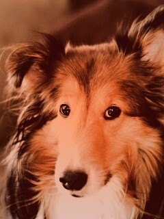 Колли с умными глазами обои